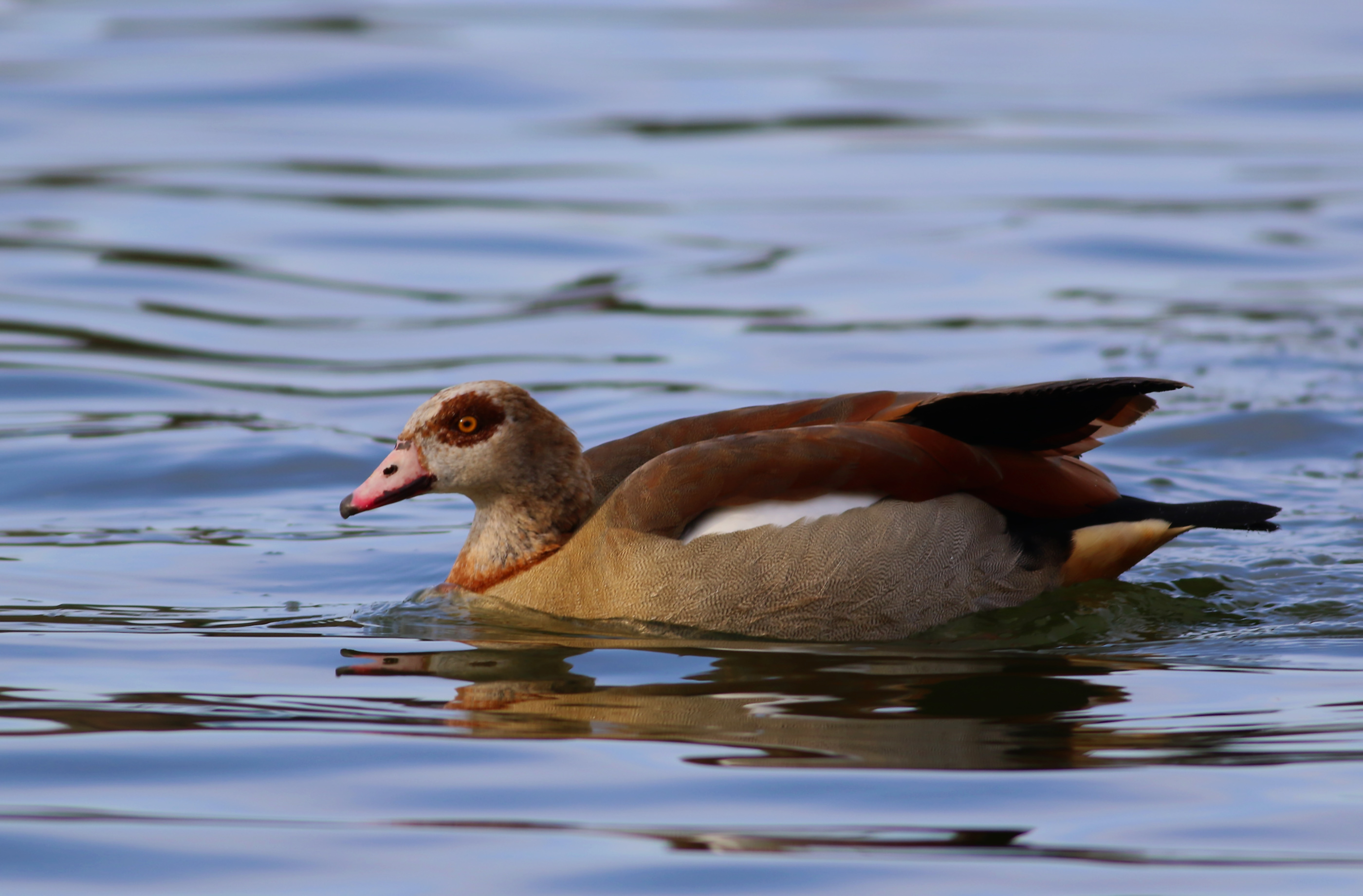 Egyptian Goose — Ana fotoğraf